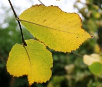 Ulmus camperdownii