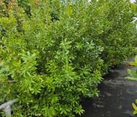Myrica pensylvanica - Amerikaanse wasgagel - 6