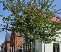 Prunus x subhirtella 'Autumnalis' - Winterkers - 1