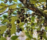 Styrax japonicus - Storaxboom - zaden in november