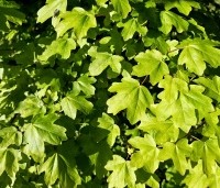 Acer campestre - Veldesdoorn - 1
