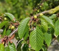 Prunus avium 'Regina' - Prunus avium 'Regina' - mei