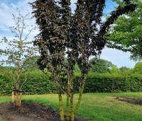Sambucus nigra 'Black Tower'  - Zuil vlier 'Black Tower' - 3