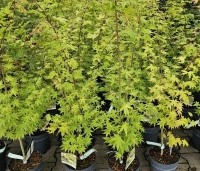 Acer shirasawanum 'Jordan' - Japanse Goud-Esdoorn 'Jordan' - 1