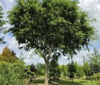Zelkova serrata - Japanse Zelkova - Juni 2026  kwekerij THB in Apeldoorn