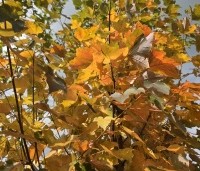Acer rubrum 'October Glory' - Amerikaanse esdoorn - 6
