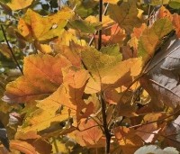 Acer rubrum 'October Glory' - Amerikaanse esdoorn - 5