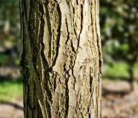 Catalpa bignonioides - Trompetboom - 2