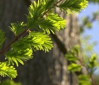 Metasequoia glyptostroboides - Chinese Moerascipres - 1