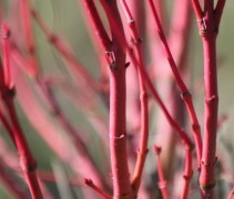 Acer palmatum Sangokaku