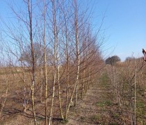 Betula pendula 350-400 cm
