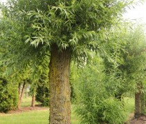 Salix alba
