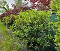 Rhododendron 'Cunningham's White' - Rododendron - 120/140 cm juni 2024