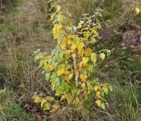 Betula pendula - Ruwe berk - herfst zaailing in een Wadi