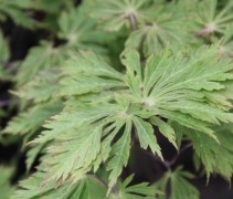 Acer Aconitifolium