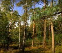 Betula