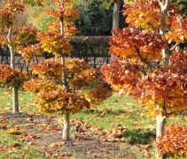 Fagus sylvatica in bonsaivorm en in herfst kleuren
