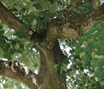Tilia tomentosa