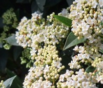 Detail bloem