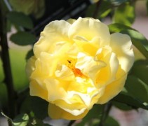 Rosa Golden Gate