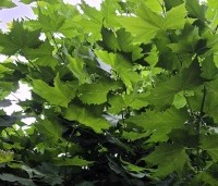 Platanus hispanica - Plataan - 4