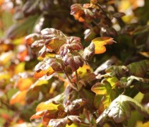 Acer campestre red shine uitlopend bladerendek