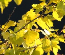 'Schneverdinger Goldbirke'