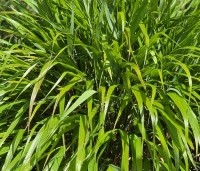Hakonechloa macra - Japans siergras - mei