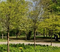 Carpinus japonica - Japanse Haagbeuk - 4