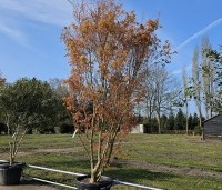 Acer palmatum 'Ueno Yama' - Japanse Esdoorn 'Ueno Yama' - 2