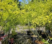 Sophora japonica - Honingboom - 175-200 cm