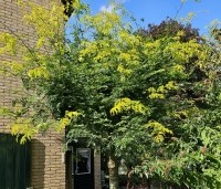 Gleditsia triacanthos 'Sunburst' - Valse christusdoorn - dakvorm augustus 2024