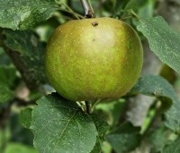 Malus dom. 'Schone van Boskoop' - Malus dom. 'Schone van Boskoop' - 3