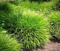 Hakonechloa macra