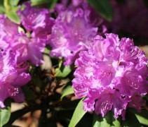 Rhododendron Alfred