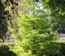 Varenbeuk jonge boom