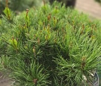 Pinus mugo 'Pumilio' - dwergvorm Pinus Mugo - 1
