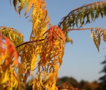 Rhus 