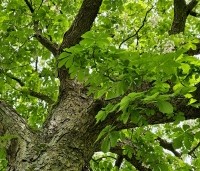 Aesculus hippocastanum - Witte paardenkastanje - 10