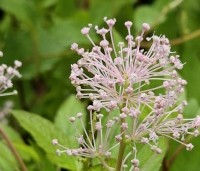 Ceanothus x pallidus 'Marie Simon' - Amerikaanse sering  'Marie Simon' - 2