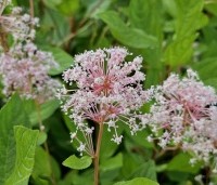 Ceanothus x pallidus 'Marie Simon' - Amerikaanse sering  'Marie Simon' - 1