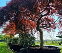Acer palmatum 'Garnet'
