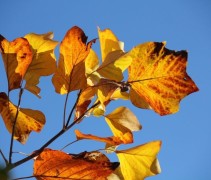Liriodendron tulipifera