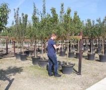 Pyrus communis halfstam bomen in container 16-18-20