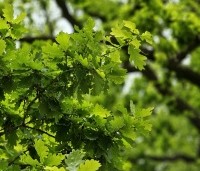 Quercus robur - Zomereik - blad 5 mei