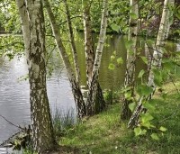 Betula pendula - Ruwe berk - 3