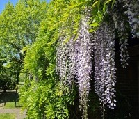Wisteria floribunda 'Macrobotrys' - Blauwe regen - 4
