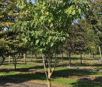 Idesia polycarpa - Oranjekers - 2