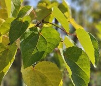 Idesia polycarpa - Oranjekers - 3