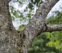 Gleditsia triacanthos 'Draves' - Valse Christusdoorn 'Draves' - 6